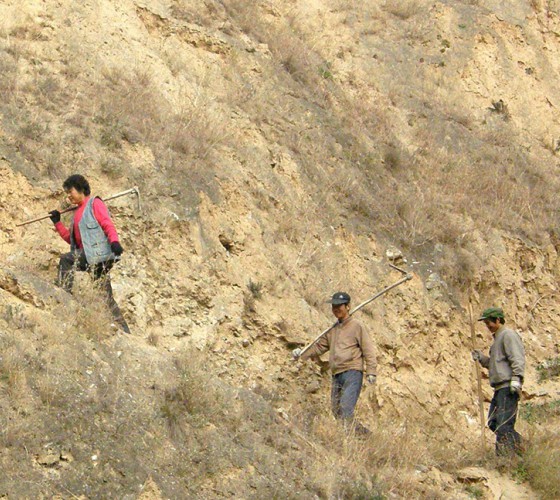 雖沒(méi)有十里桃林，漫山遍野的灼灼芳華。但我們有萬(wàn)畝國(guó)家級(jí)標(biāo)準(zhǔn)化油橄欖種植示范基地，漫山遍野，香氣撲鼻。畝是中國(guó)市制土地面積單位，一畝等于六十平..