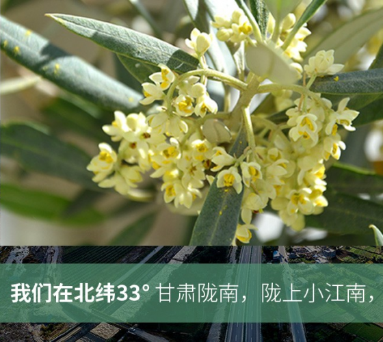 武都的氣候、土壤等與地中海沿岸極其相似，同處于世界頂級(jí)油橄欖黃金生產(chǎn)帶（32°58--33°36）年平均氣溫為14.7°，年日照時(shí)數(shù)1911..